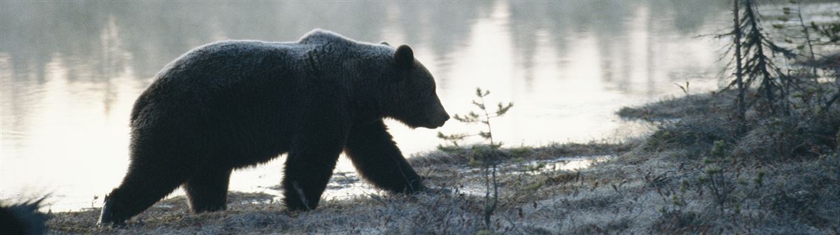 Karhu järven rannalla.