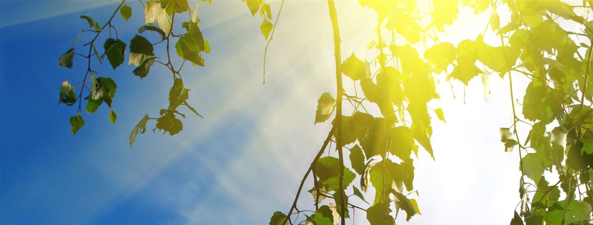 Aurinko paistaa koivunoksien takaa