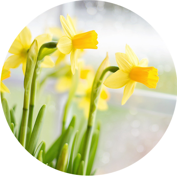 Blomstrande narcisser