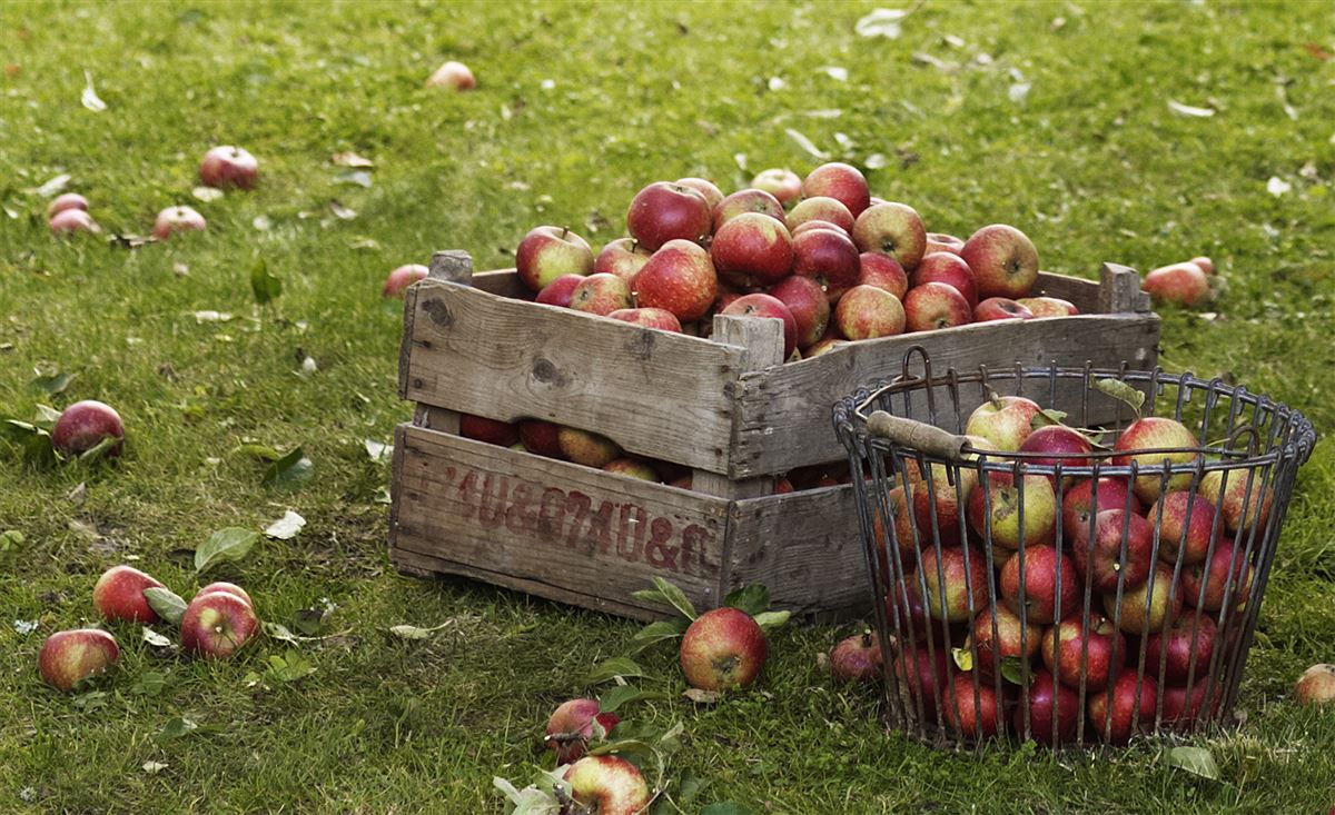 Äpplen samlade i en trälåda i trädgården