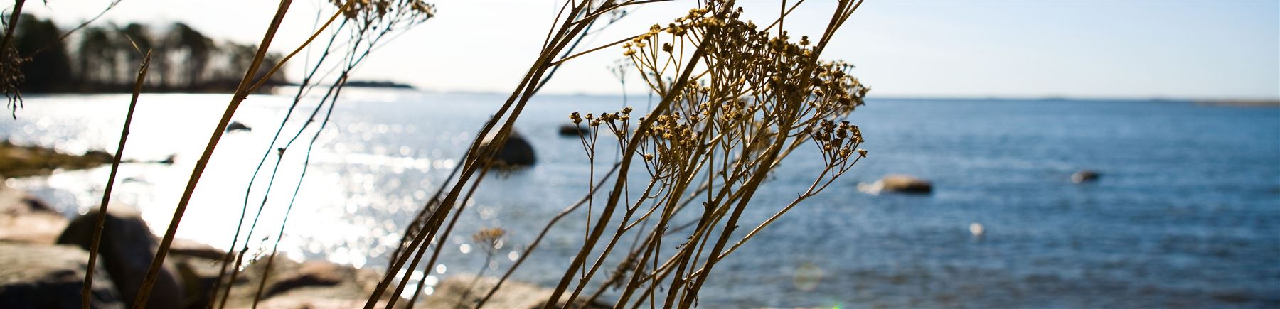 Torkade blommor och havet