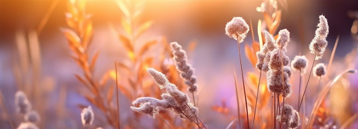 Hö vid solnedgången